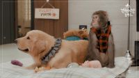 Monkey and Dog Romance
