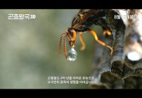 Insect Kingdom 3D